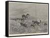 Springbok-Shooting in South Africa-Henry Charles Seppings Wright-Framed Stretched Canvas