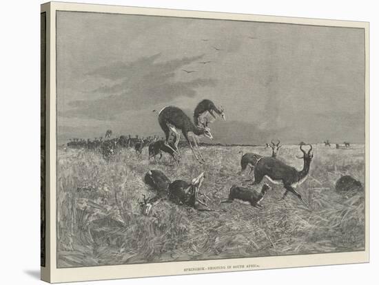 Springbok-Shooting in South Africa-Henry Charles Seppings Wright-Stretched Canvas