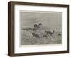 Springbok-Shooting in South Africa-Henry Charles Seppings Wright-Framed Giclee Print