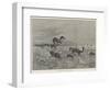 Springbok-Shooting in South Africa-Henry Charles Seppings Wright-Framed Giclee Print