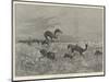 Springbok-Shooting in South Africa-Henry Charles Seppings Wright-Mounted Giclee Print