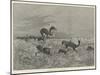 Springbok-Shooting in South Africa-Henry Charles Seppings Wright-Mounted Giclee Print