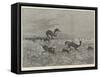 Springbok-Shooting in South Africa-Henry Charles Seppings Wright-Framed Stretched Canvas