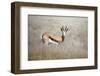 Springbok Standing in Grass, Namib Naukluft Park, Namibia, Africa-Lee Frost-Framed Photographic Print