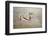 Springbok Standing in Grass, Namib Naukluft Park, Namibia, Africa-Lee Frost-Framed Photographic Print