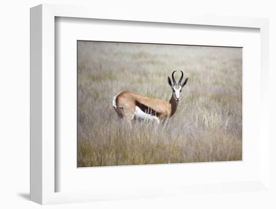 Springbok Standing in Grass, Namib Naukluft Park, Namibia, Africa-Lee Frost-Framed Photographic Print