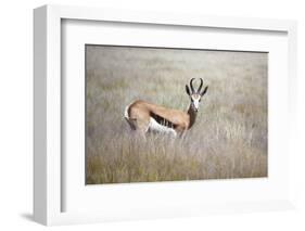 Springbok Standing in Grass, Namib Naukluft Park, Namibia, Africa-Lee Frost-Framed Photographic Print