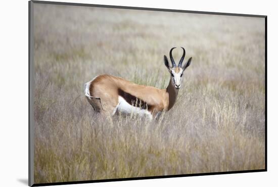 Springbok Standing in Grass, Namib Naukluft Park, Namibia, Africa-Lee Frost-Mounted Photographic Print