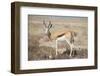 Springbok-JeremyRichards-Framed Photographic Print