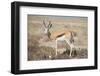 Springbok-JeremyRichards-Framed Photographic Print