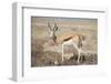 Springbok-JeremyRichards-Framed Photographic Print