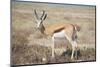 Springbok-JeremyRichards-Mounted Photographic Print