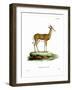 Springbok-null-Framed Giclee Print