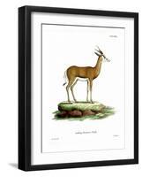 Springbok-null-Framed Giclee Print