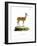 Springbok-null-Framed Giclee Print