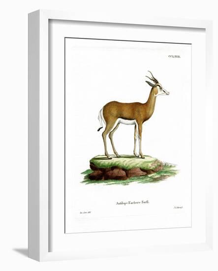 Springbok-null-Framed Giclee Print