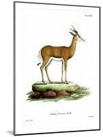 Springbok-null-Mounted Giclee Print