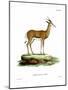 Springbok-null-Mounted Giclee Print