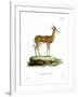 Springbok-null-Framed Giclee Print