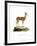 Springbok-null-Framed Giclee Print