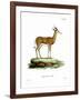 Springbok-null-Framed Giclee Print