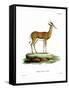 Springbok-null-Framed Stretched Canvas