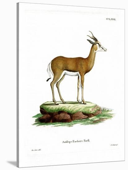 Springbok-null-Stretched Canvas