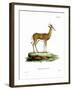 Springbok-null-Framed Giclee Print