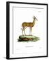 Springbok-null-Framed Giclee Print