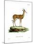 Springbok-null-Mounted Giclee Print