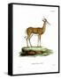 Springbok-null-Framed Stretched Canvas