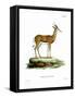 Springbok-null-Framed Stretched Canvas