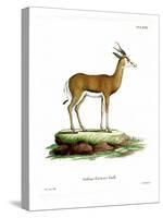 Springbok-null-Stretched Canvas