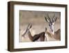 Springboks in the Kgalagadi Transfrontier Park, South Africa, Africa-Alex Treadway-Framed Photographic Print