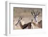 Springboks in the Kgalagadi Transfrontier Park, South Africa, Africa-Alex Treadway-Framed Photographic Print