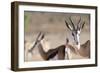 Springboks in the Kgalagadi Transfrontier Park, South Africa, Africa-Alex Treadway-Framed Photographic Print