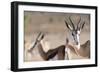 Springboks in the Kgalagadi Transfrontier Park, South Africa, Africa-Alex Treadway-Framed Photographic Print