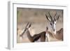 Springboks in the Kgalagadi Transfrontier Park, South Africa, Africa-Alex Treadway-Framed Photographic Print