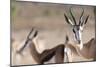 Springboks in the Kgalagadi Transfrontier Park, South Africa, Africa-Alex Treadway-Mounted Photographic Print