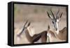 Springboks in the Kgalagadi Transfrontier Park, South Africa, Africa-Alex Treadway-Framed Stretched Canvas
