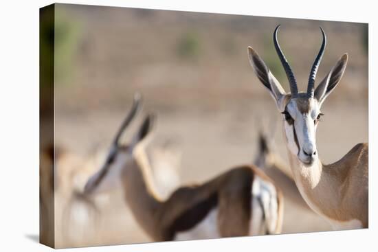Springboks in the Kgalagadi Transfrontier Park, South Africa, Africa-Alex Treadway-Stretched Canvas