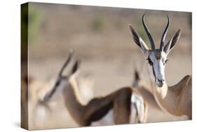 Springboks in the Kgalagadi Transfrontier Park, South Africa, Africa-Alex Treadway-Stretched Canvas