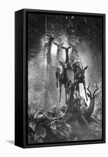 Springboks Statue-null-Framed Stretched Canvas