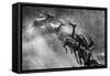 Springboks Statue-null-Framed Stretched Canvas