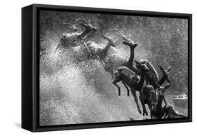 Springboks Statue-null-Framed Stretched Canvas