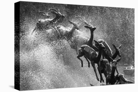 Springboks Statue-null-Stretched Canvas