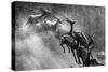 Springboks Statue-null-Stretched Canvas