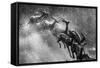 Springboks Statue-null-Framed Stretched Canvas