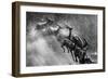 Springboks Statue-null-Framed Photographic Print