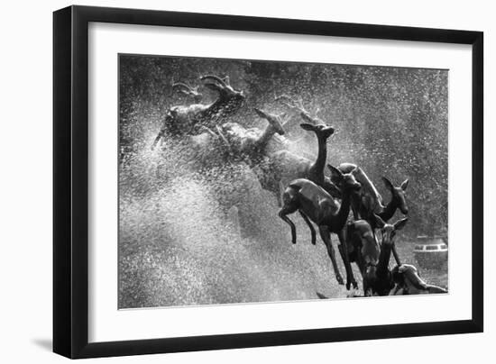 Springboks Statue-null-Framed Photographic Print